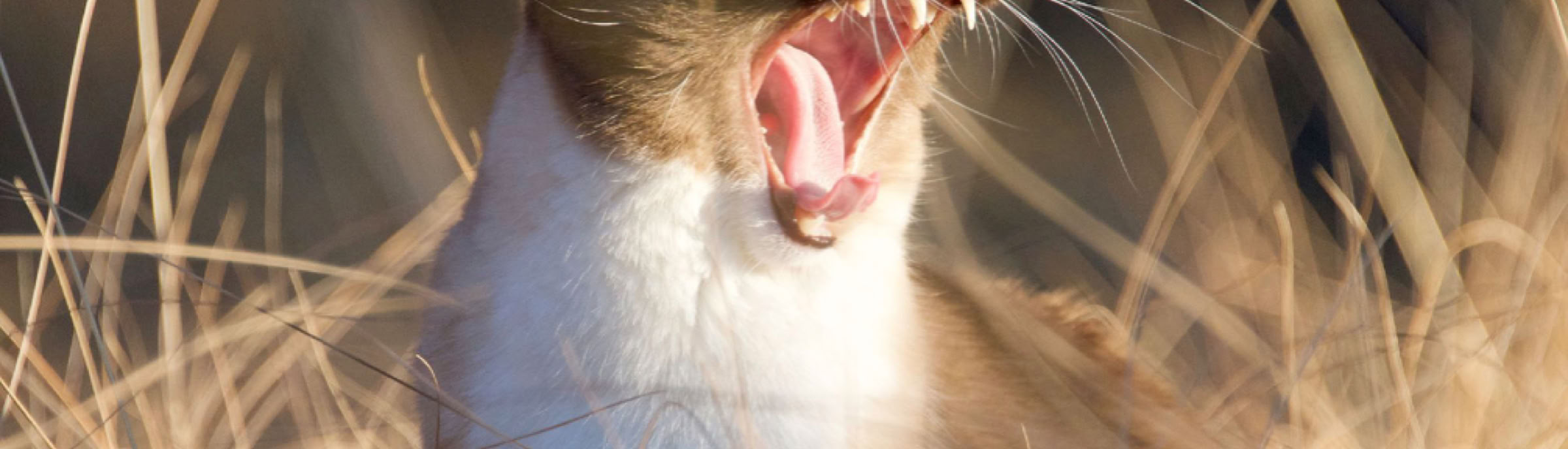 What Love Would Say by Michael Angel North